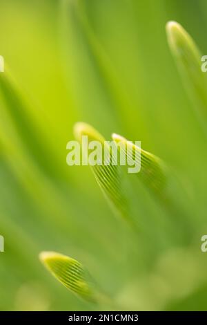 Immagini macro ravvicinate con una vista a profondità ridotta delle punte di una palma sago inondata dalla luce del sole Foto Stock