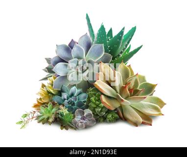 Collezione di diversi bei succulenti su sfondo bianco Foto Stock