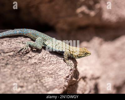 Una lucertola comune adulta fiancheggiato (Uta stansburiana), sulle rocce nel Parco Nazionale del Grand Canyon, Arizona, Stati Uniti d'America, Nord America Foto Stock