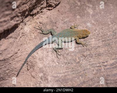 Una lucertola comune adulta fiancheggiato (Uta stansburiana), sulle rocce nel Parco Nazionale del Grand Canyon, Arizona, Stati Uniti d'America, Nord America Foto Stock