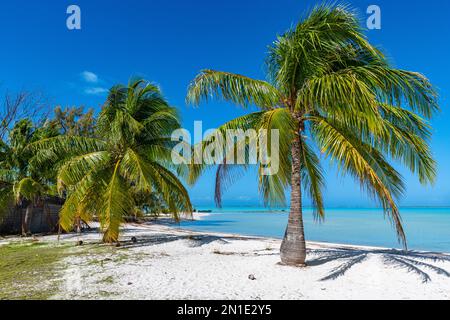 Spiaggia di sabbia bianca, atollo di Anaa, arcipelago di Tuamotu, Polinesia francese, Pacifico del Sud, Pacifico Foto Stock