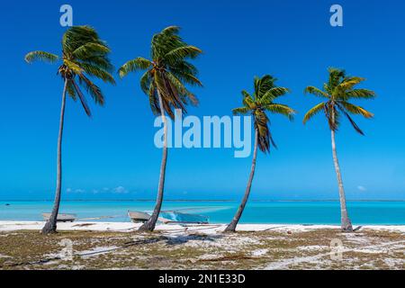 Spiaggia di sabbia bianca, atollo di Anaa, arcipelago di Tuamotu, Polinesia francese, Pacifico del Sud, Pacifico Foto Stock