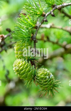 Larix kaempferi, Larix leptolepis, è una conifera decidua (non sempreverde) Foto Stock