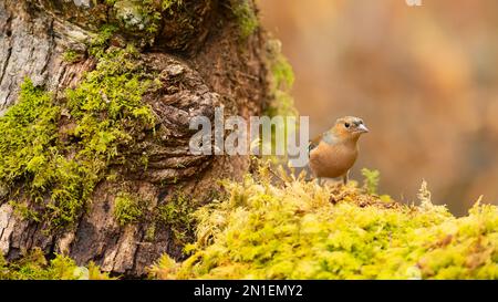 Chaffinch (Fringilla coelebs) in bosco, Regno Unito, Europa Foto Stock