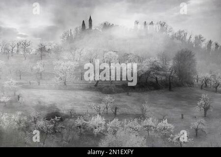 Immagine in bianco e nero della campagna italiana in primavera con nebbia mattutina che copre la fioritura dei ciliegi, Italia, Europa Foto Stock