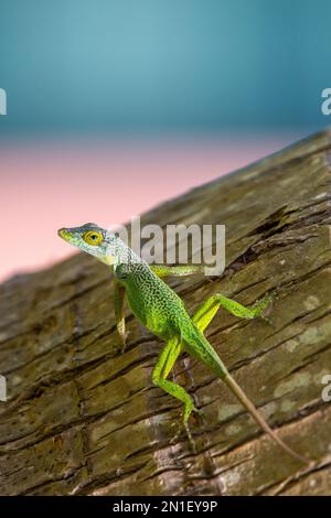 Antiguan Anole Lizard (Anolis Leachii) in Bermuda, Atlantico, America Centrale Foto Stock