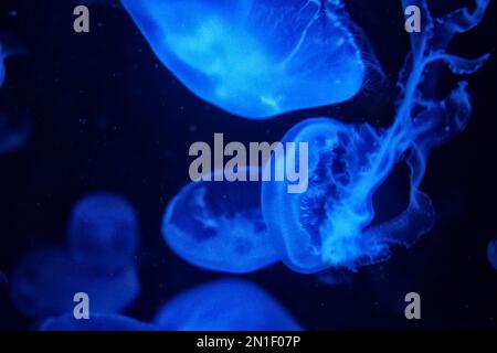 Meduse della luna Foto Stock
