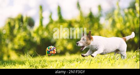 Buon cane che gioca e insegue palla colorata su erba verde nella giornata di sole estate Foto Stock