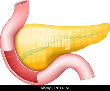 Pancreas con dotto pancreatico, duodeno e intestino tenue su sfondo bianco. anatomia umana. Parte di un sistema digestivo umano. vettore Illustrazione Vettoriale