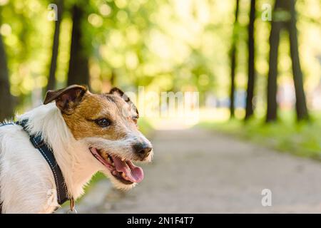 Ciao concetto di primavera con cane a piedi all'aperto nel parco primaverile in una calda giornata di sole. Copiare lo sfondo dello spazio per il testo. Foto Stock