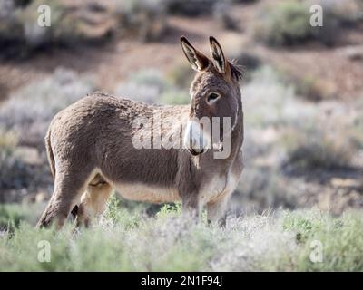 Un burro selvaggio vicino al Mosaic Canyon Trail nel Death Valley National Park, California, Stati Uniti d'America, Nord America Foto Stock