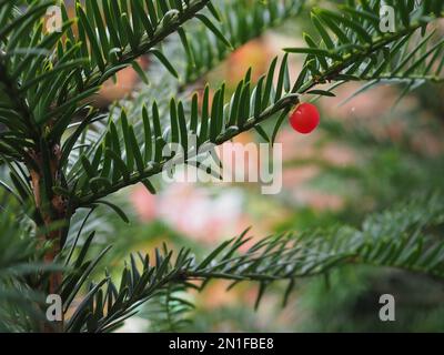 Primo piano di una singola bacca di tasso avvelenato rosso (aril) su un ramo di tasso inglese (Taxus baccata) in un giardino in Gran Bretagna Foto Stock