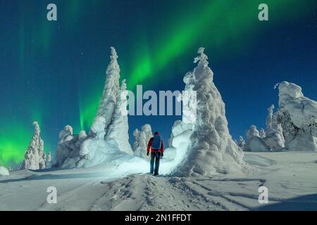 Escursionista con zaino e ammirando l'aurora boreale sugli alberi congelati, il Parco Nazionale Riisitunturi, Posio, Lapponia, Finlandia Foto Stock