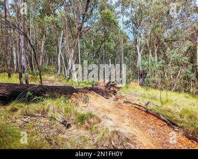 Yackandandah MTB Trails in Australia Foto Stock