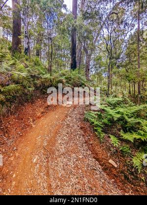 Yackandandah MTB Trails in Australia Foto Stock