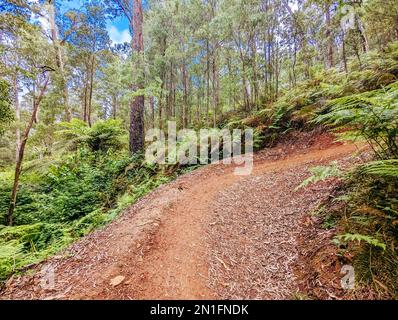 Yackandandah MTB Trails in Australia Foto Stock