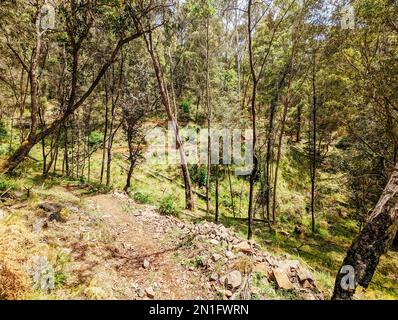 Yackandandah MTB Trails in Australia Foto Stock