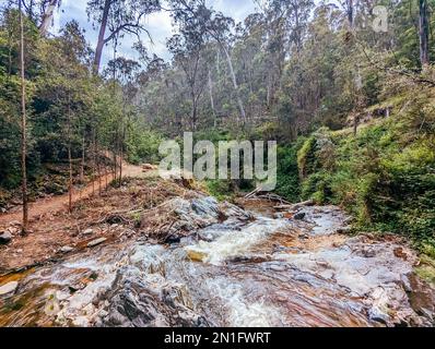 Yackandandah MTB Trails in Australia Foto Stock