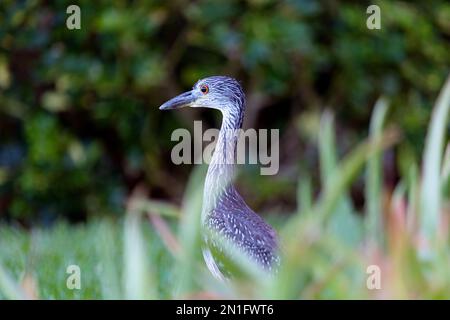 Giovane giallo incoronato notte Heron, Bermuda, Atlantico, America Centrale Foto Stock