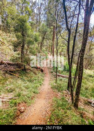 Yackandandah MTB Trails in Australia Foto Stock