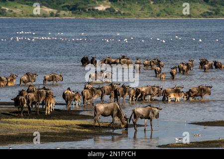 Blue wildebeest (Connochaetes taurinus) che attraversa il lago Ndutu, Ndutu Conservation Area, Serengeti, Tanzania, Africa orientale, Africa Foto Stock