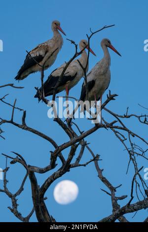 Cicogne bianche (Ciconia ciconia) appollaiate su un albero con la luna sullo sfondo, Ndutu Conservation Area, Serengeti, Tanzania, Africa orientale, Africa Foto Stock