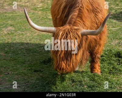 Highland razza scozzese di bestiame rustico. Le mucche di pelliccia mangiano erba fresca nel paddock. Foto Stock