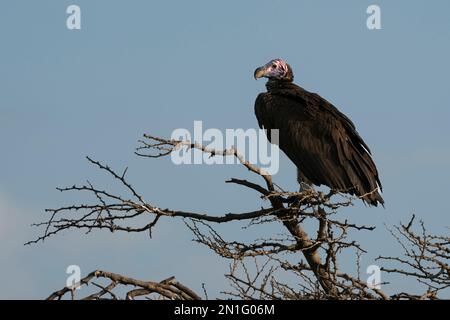 Avvoltoio di faccia di lapet (Torgos tracheliotos), zona di conservazione di Ndutu, Serengeti, Tanzania, Africa orientale, Africa Foto Stock