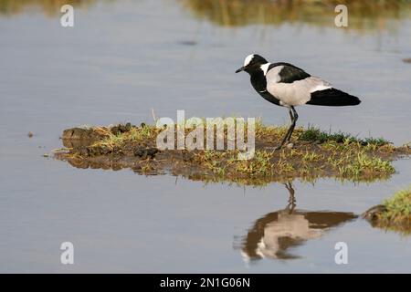 Blacksmith lapwing (Vanellus armatus), Ndutu Conservation Area, Serengeti, Tanzania, Africa orientale, Africa Foto Stock