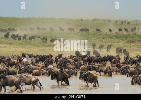 Blue wildebeest (Connochaetes taurinus) e zebre comuni (Equus quagga) che corrono in una buca d'acqua, Serengeti, Tanzania, Africa orientale, Africa Foto Stock