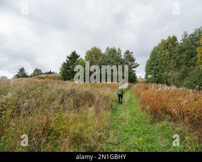 Backpacker va sulla strada di campagna. Uomo con zaino turistico è escursioni in estate o autunno stagione. Stile di vita attivo. Attività ricreative all'aperto. Foto Stock