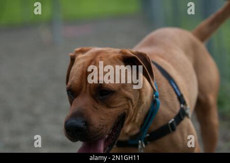 Primo piano di un cane ricovero che cammina verso la telecamera Foto Stock