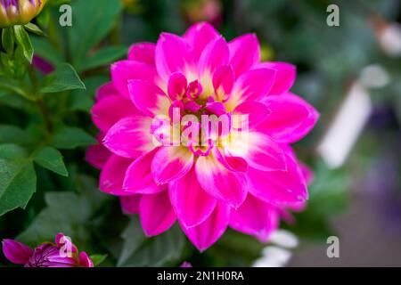 Bella fioritura magenta dahlia primo piano Foto Stock