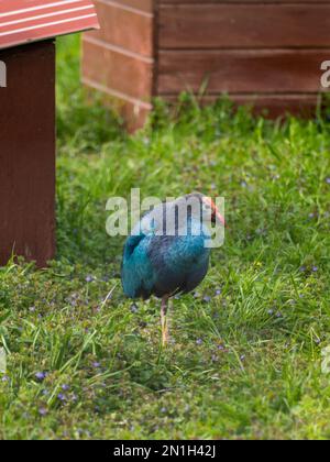 Ritratto a tutta lunghezza dello Swanphen dalla testa grigia o del Porphyrio poliocephalus in erba. Uccelli colorati all'aperto. Foto Stock