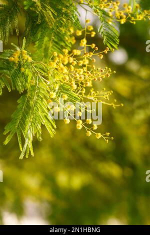 Splendidi fiori gialli su un ramo di albero memosa. Fioritura pianta stagionale Foto Stock