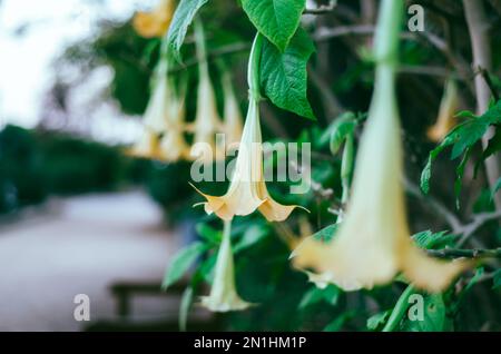 Primo piano dei fiori gialli della tromba dell'angelo Foto Stock