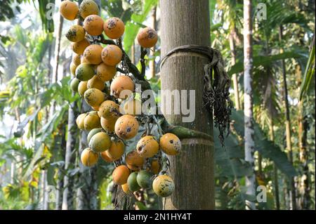 INDIA, Karnataka, Mudbidri, Betel noce o areca piantagione di noci, betelnut è il frutto della palma Areca, è usato come farmaco masticante con il pepe di betel e altro ingrediente, areca contiene alcaloidi, il consumo di areca ha molti effetti nocivi sulla salute ed è cancerogeno per gli esseri umani Foto Stock