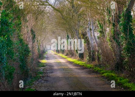 Nocton, Lincolnshire – guardando giù un viale di alberi con la nebbia che sorge in una serata invernale al tramonto Foto Stock