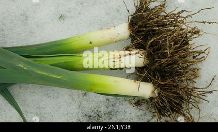 Campo foglia verde porri raccolti bianco, fattoria agricola giardino foglie bio biologico Allium ampeloprasum var. porrum leke grande frutta fresca piantagione lek capeggiata Foto Stock