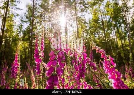 Foxgloves nel bosco Foto Stock