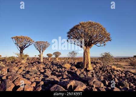 La foresta di alberi di falda (Aloidendron dichotomum) vicino Keetmanshoop, Namibia. Foto Stock