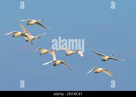 Cigni muti, Cygnus olor si radunano in volo veloce. Volare con le ali spalmate nel cielo blu. Vista frontale, primo piano. Trencin, Slovacchia. Foto Stock