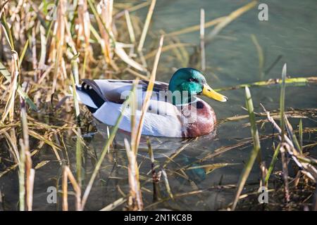 Mallard sul canale di Cromford, vicino a High Peak Juncyion, Derbyshire Foto Stock