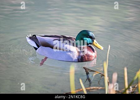 Mallard sul canale di Cromford, vicino a High Peak Juncyion, Derbyshire Foto Stock