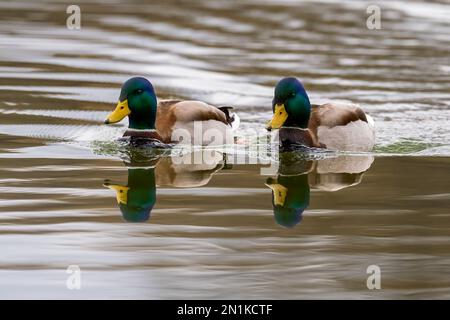 Due anatre domestiche Anas platyrhynchos drake che nuotano nello stagno, primo piano. Con riflesso nell'acqua. Trencin, Slovacchia. Foto Stock