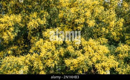 Bella fioritura di acacia dealbata comunemente chiamato mimosa Foto Stock