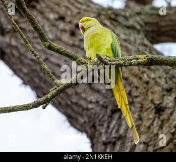 Pappagallo o pappagallo a collo d'anello (Psittacula krameri) arroccato in un albero nel Bushy Park, Londra, Inghilterra, Regno Unito Foto Stock