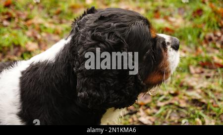 Guardare il cane nella parte anteriore Foto Stock