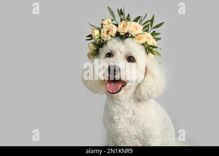 Adorabile Bichon vestito da corona fatto di bei fiori su sfondo grigio Foto Stock