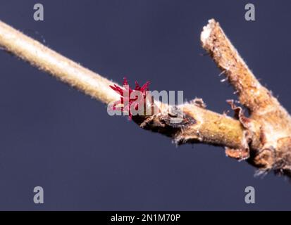 I cetrioli femminili dell'albero di Hazel compaiono dopo che il maschio più grande, i cetrioli che producono polline sono cresciuti e hanno sparso il loro polline nel vento. Foto Stock